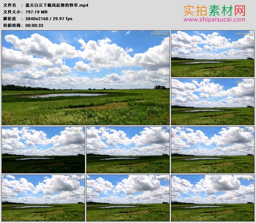 4K高清实拍视频素材丨蓝天白云下随风起舞的野草