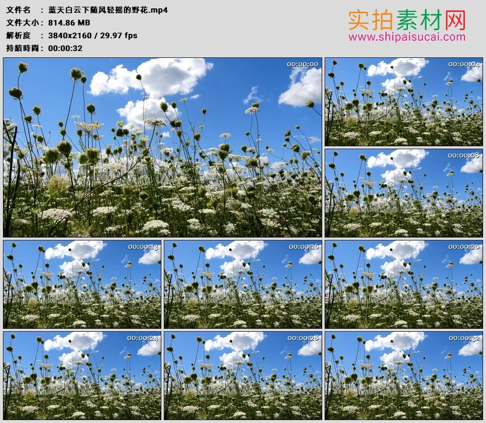 4K高清实拍视频素材丨蓝天白云下随风轻摇的野花