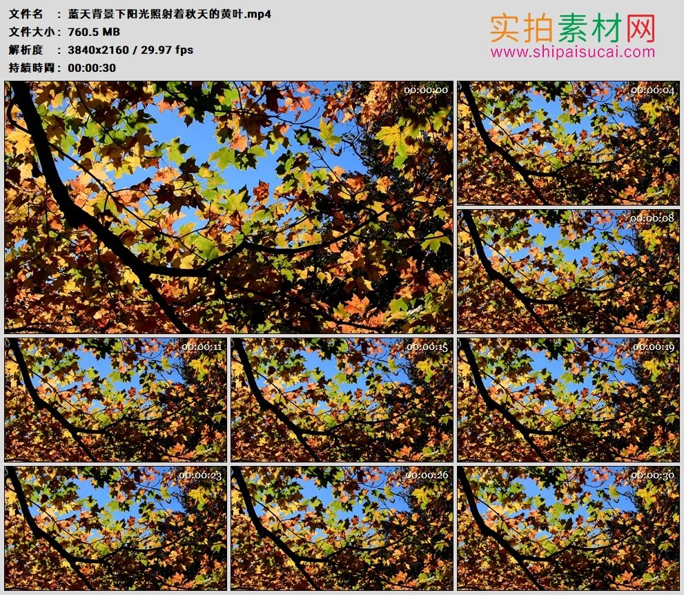 4K高清实拍视频素材丨蓝天背景下阳光照射着秋天的黄叶