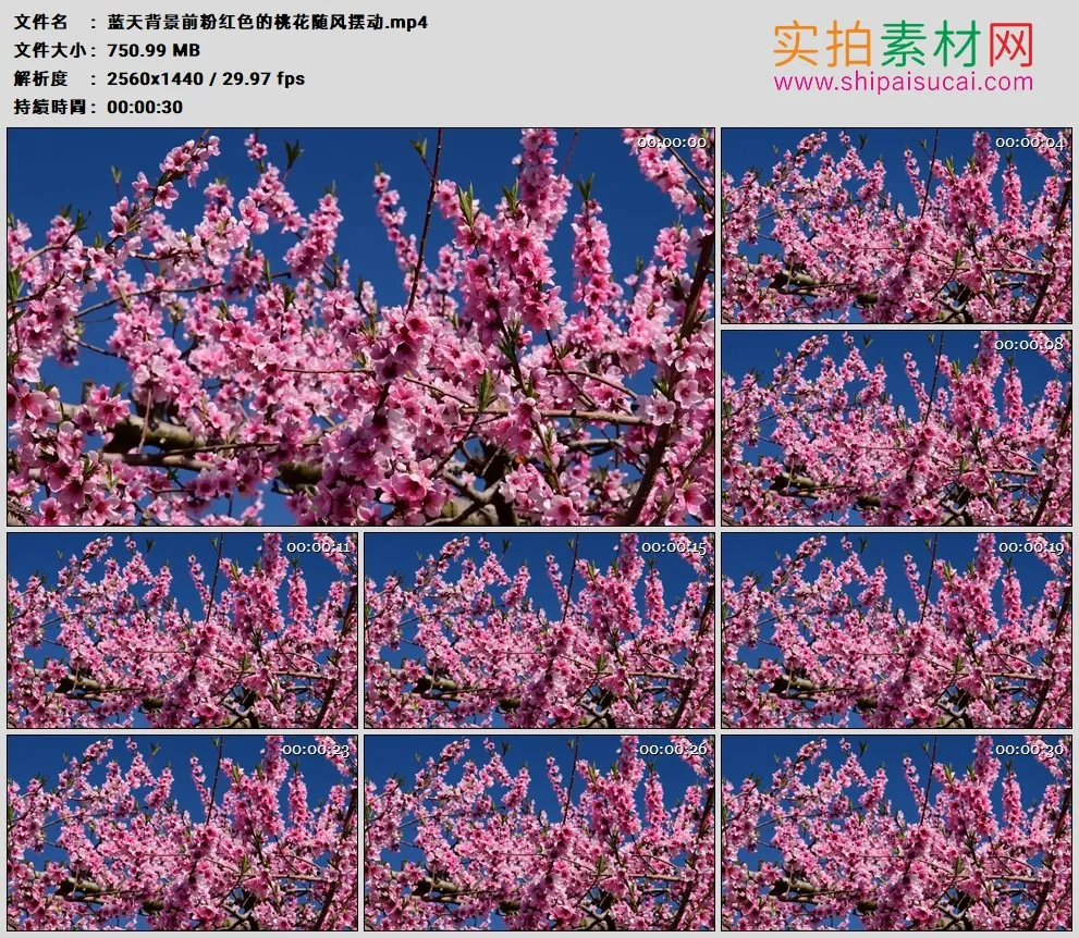 2K高清实拍视频素材丨蓝天背景前粉红色的桃花随风摆动
