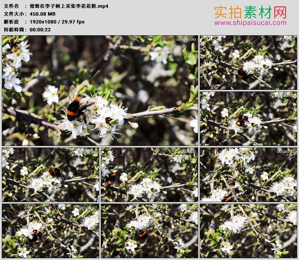 高清实拍视频素材丨蜜蜂在李子树上采集李花花粉