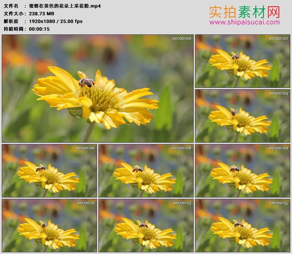 高清实拍视频素材丨蜜蜂在黄色的花朵上采花粉