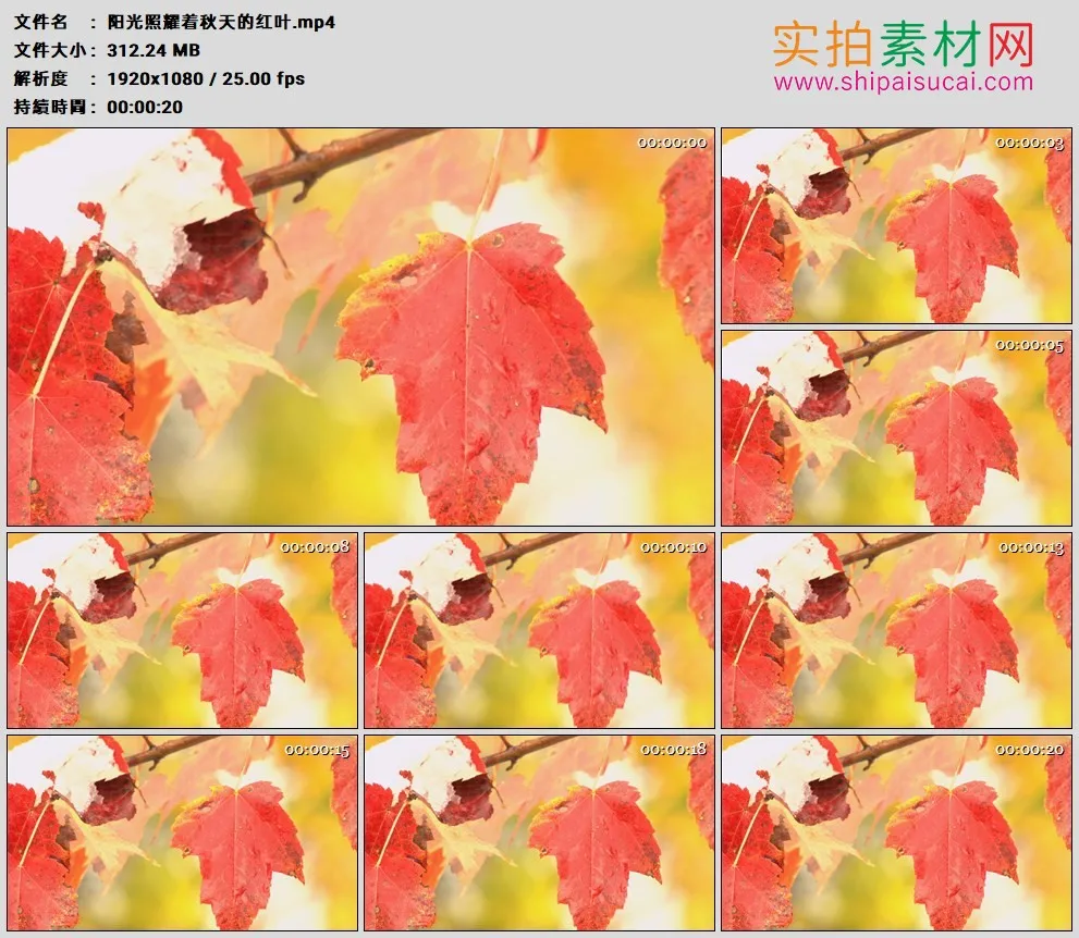 高清实拍视频素材丨阳光照耀着秋天的红叶