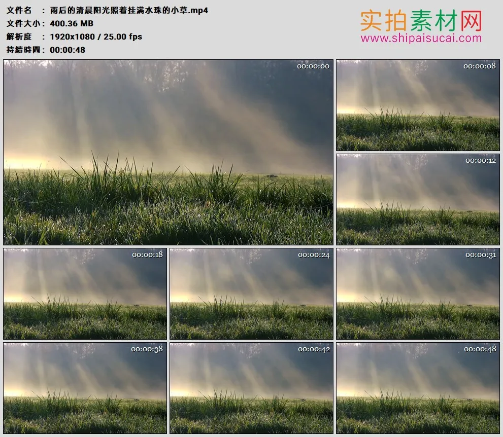 高清实拍视频素材丨雨后的清晨阳光照着挂满水珠的小草