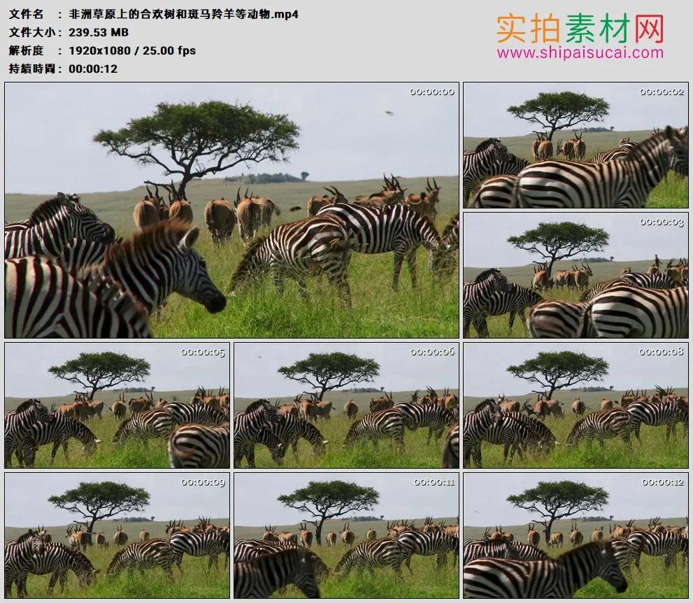 高清实拍视频素材丨非洲草原上的合欢树和斑马羚羊等动物