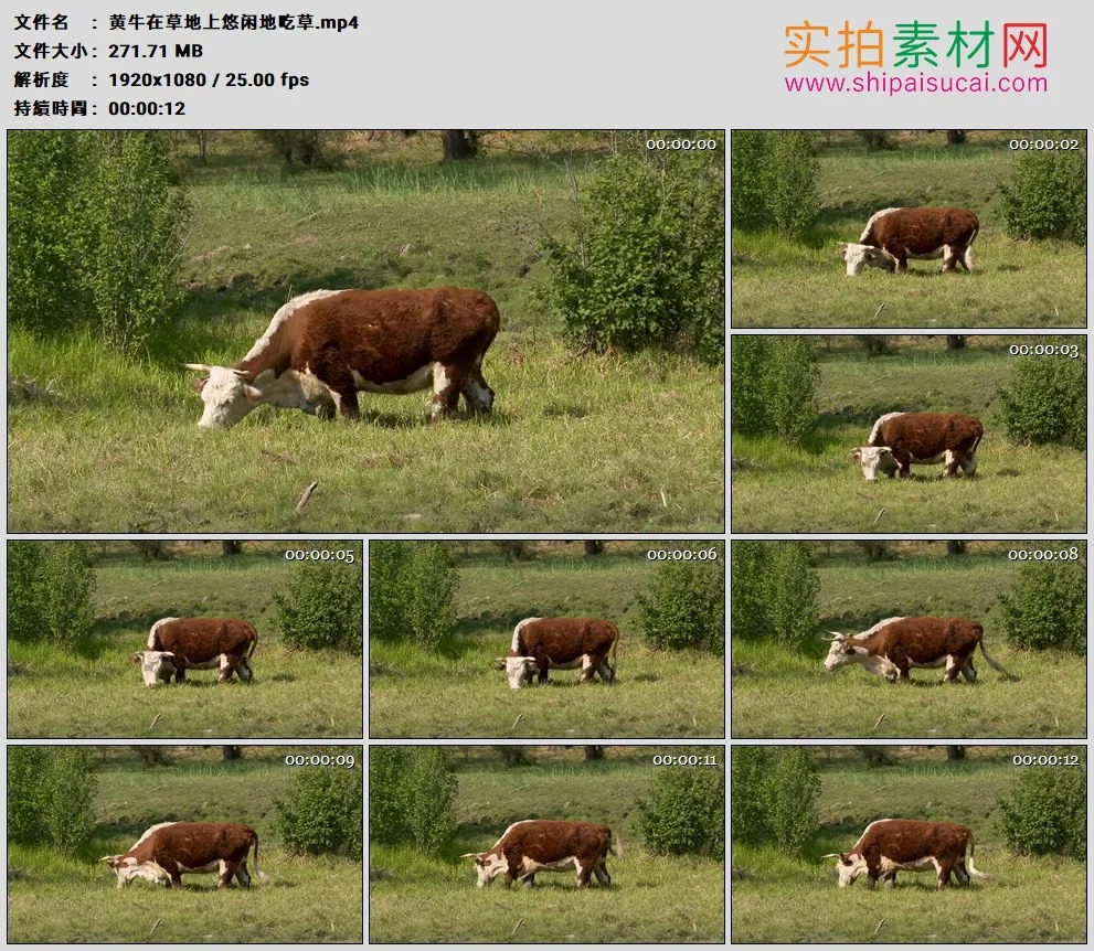 高清实拍视频素材丨黄牛在草地上悠闲地吃草