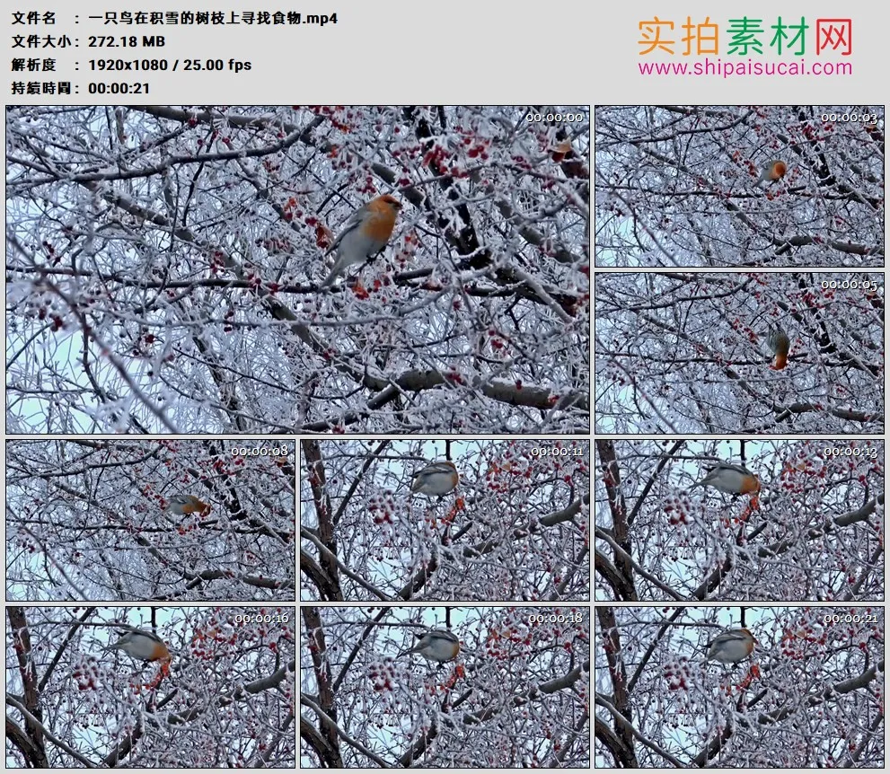 高清实拍视频素材丨一只鸟在积雪的树枝上寻找食物