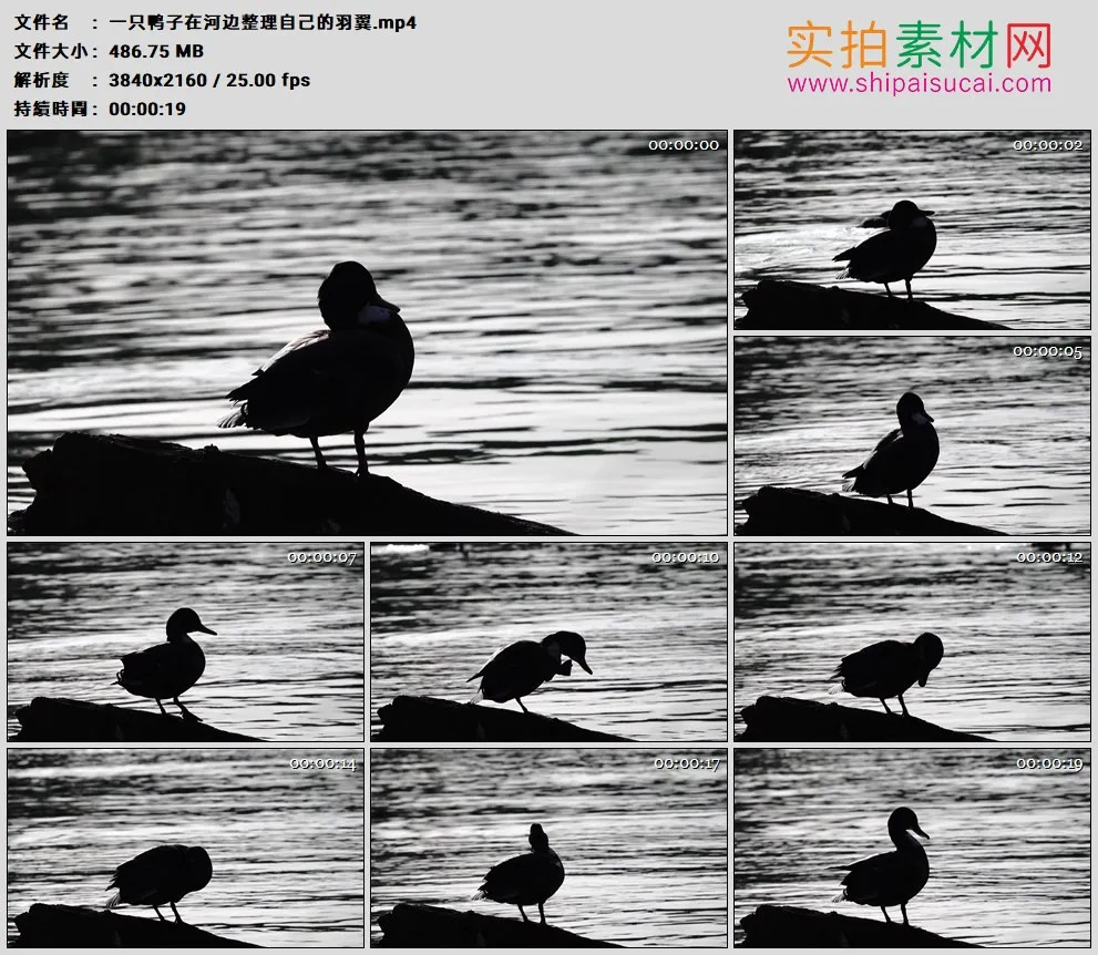4K高清实拍视频素材丨一只鸭子在河边整理自己的羽翼