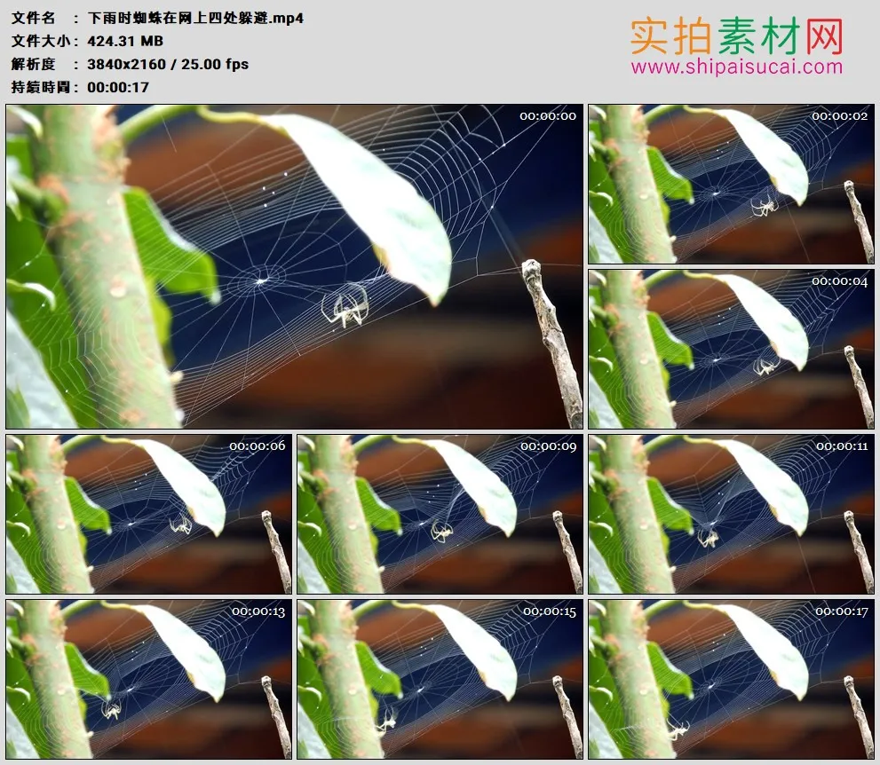 4K高清实拍视频素材丨下雨时蜘蛛在网上四处躲避
