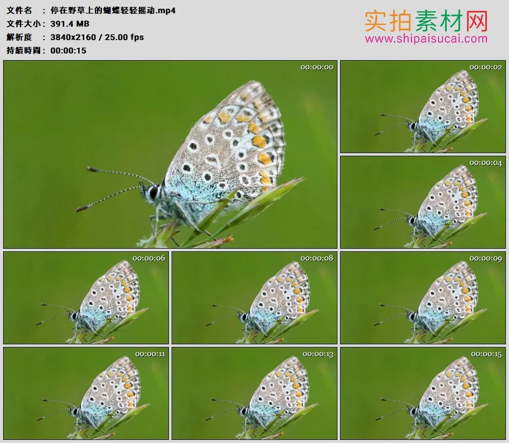 4K高清实拍视频素材丨停在野草上的蝴蝶轻轻摇动