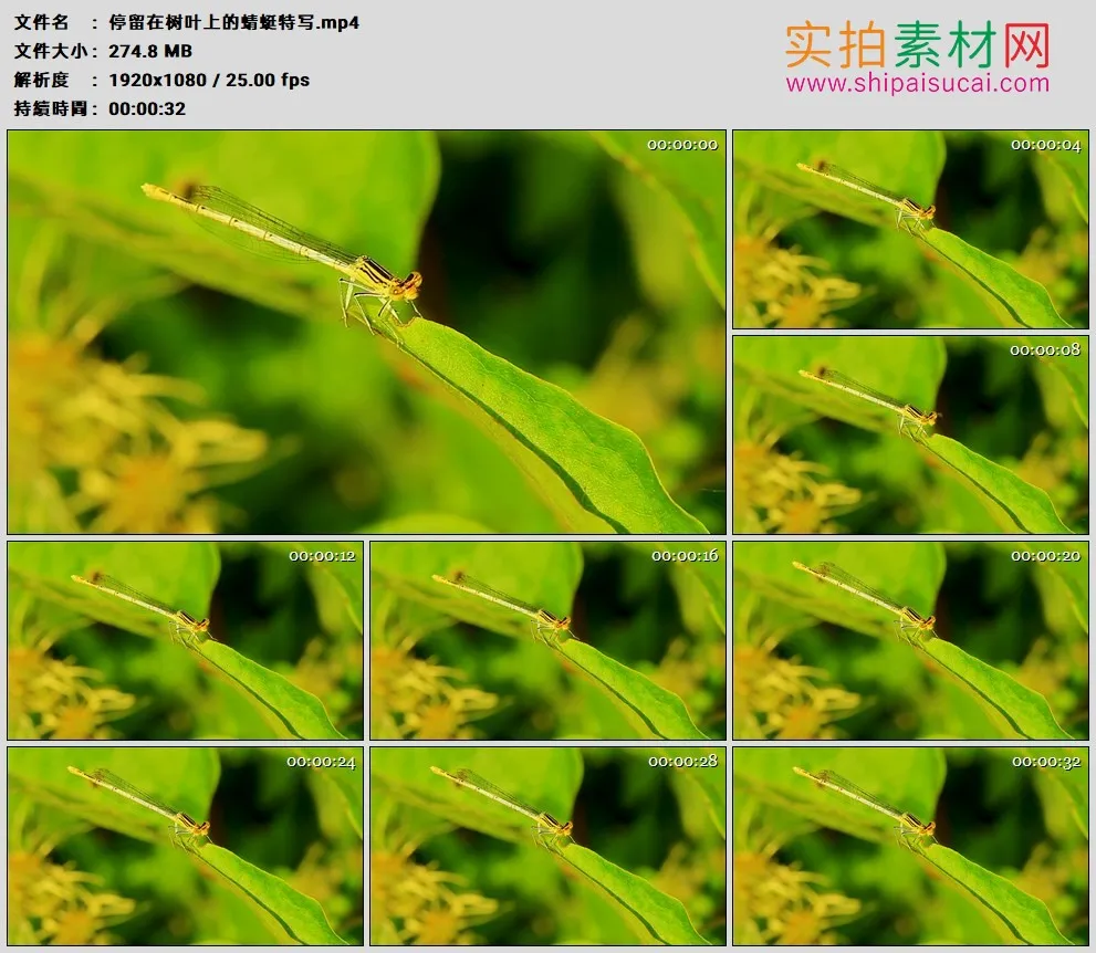 高清实拍视频素材丨停留在树叶上的蜻蜓特写