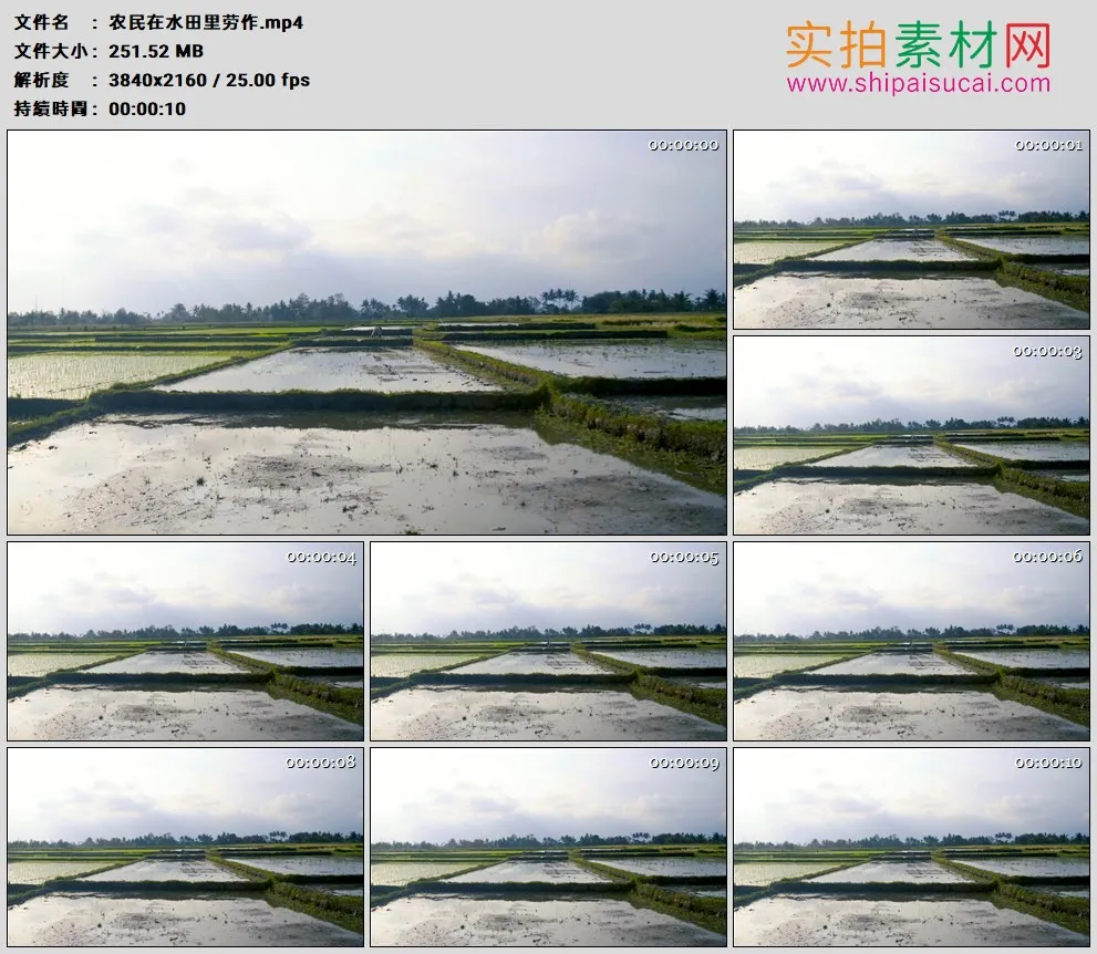 4K高清实拍视频素材丨农民在水田里劳作