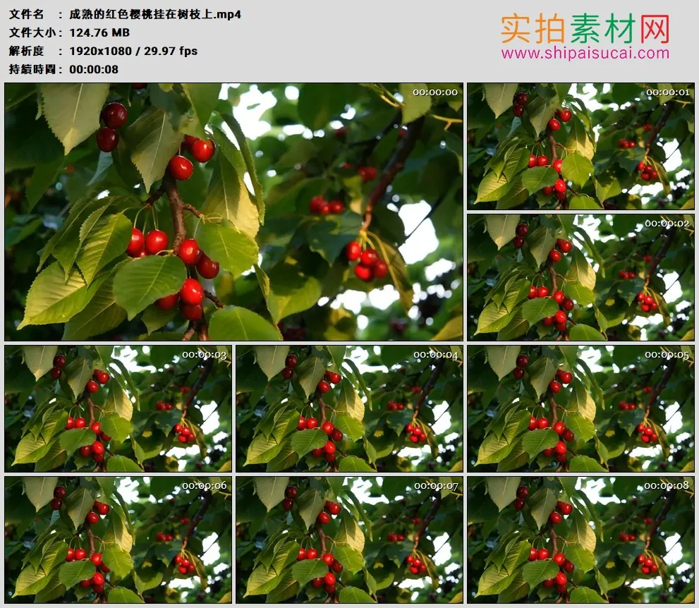 高清实拍视频素材丨成熟的红色樱桃挂在树枝上