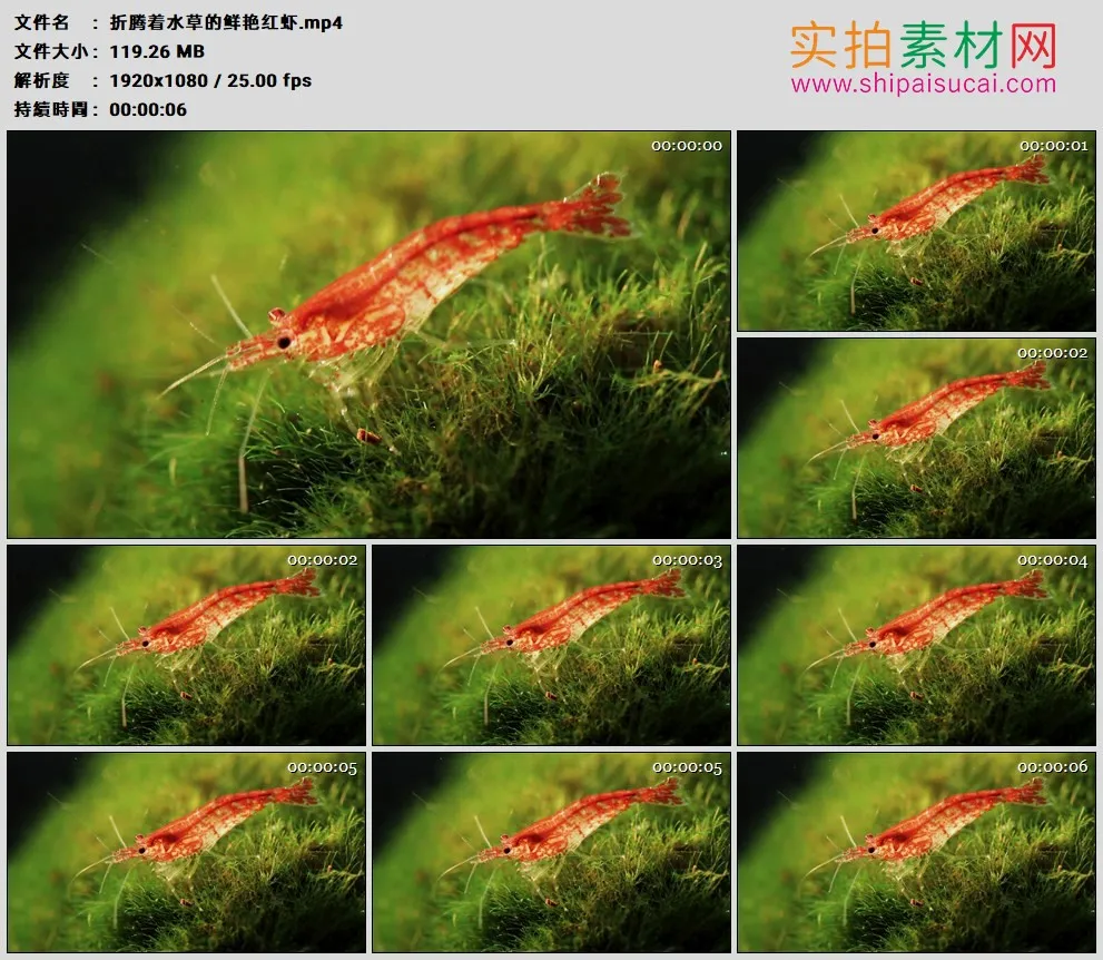 高清实拍视频素材丨折腾着水草的鲜艳红虾