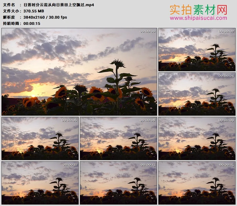 4K高清实拍视频素材丨日落时分云霞从向日葵田上空飘过