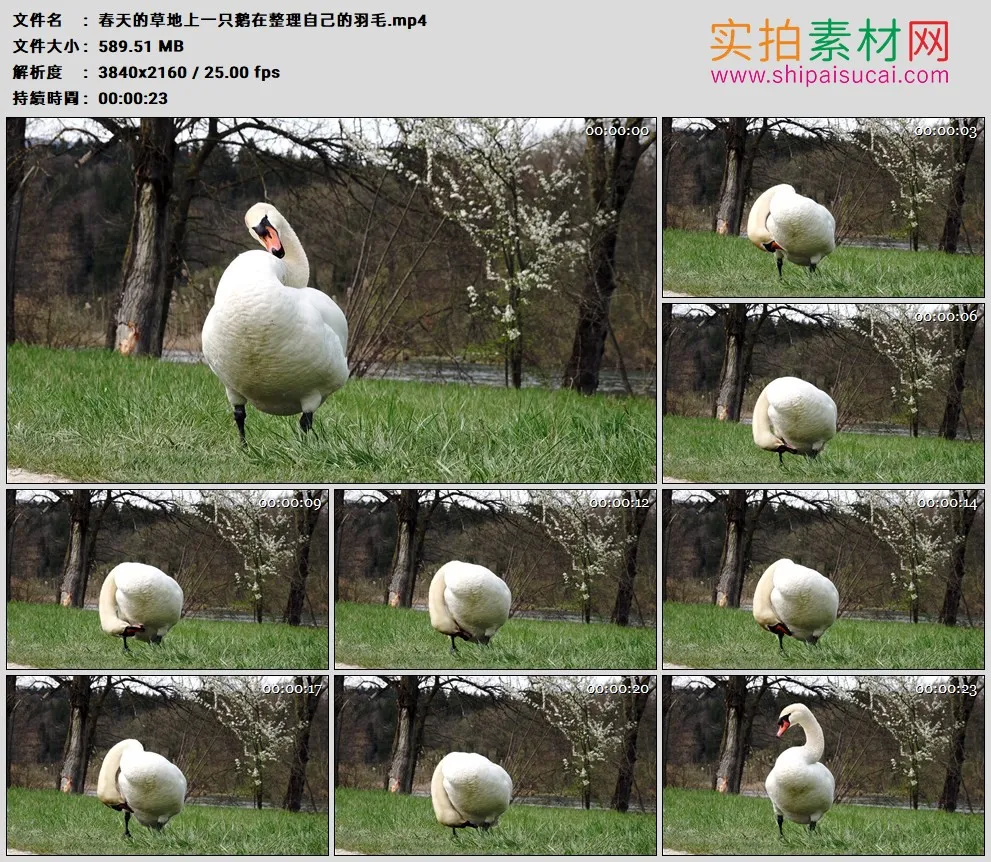 4K高清实拍视频素材丨春天的草地上一只鹅在整理自己的羽毛