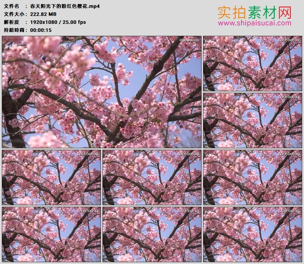 高清实拍视频素材丨春天阳光下的粉红色樱花