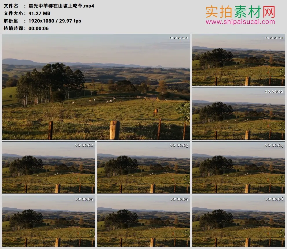 高清实拍视频素材丨晨光中羊群在山坡上吃草