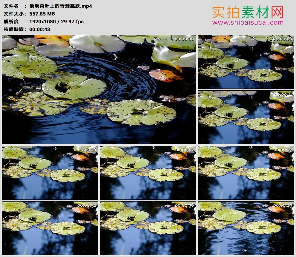 高清实拍视频素材丨池塘荷叶上的青蛙跳跃