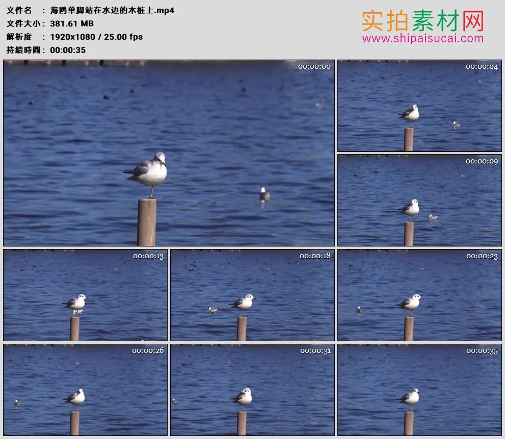 高清实拍视频素材丨海鸥单脚站在水边的木桩上