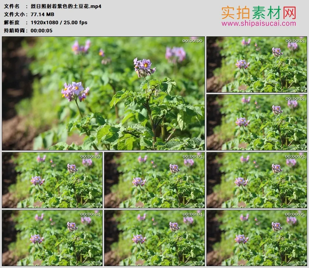 高清实拍视频素材丨烈日照射着紫色的土豆花