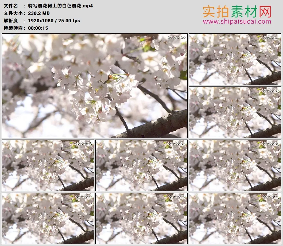 高清实拍视频素材丨特写樱花树上的白色樱花