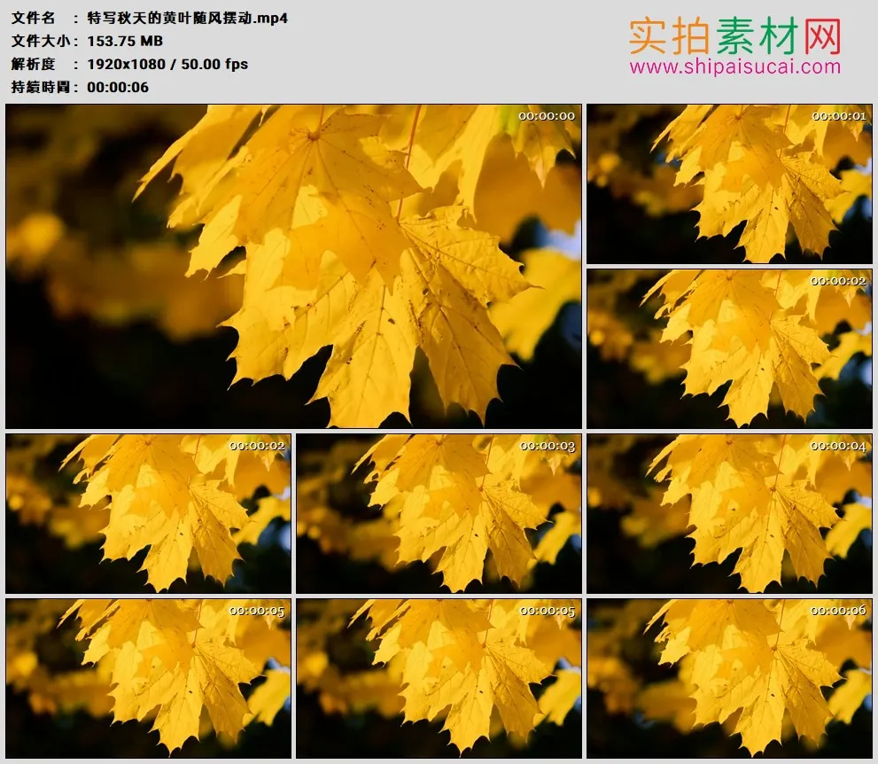 高清实拍视频素材丨特写秋天的黄叶随风摆动