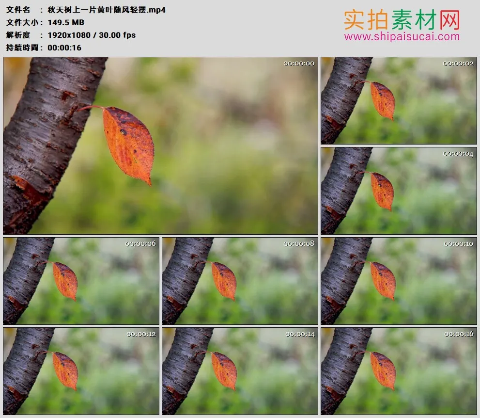 高清实拍视频素材丨秋天树上一片黄叶随风轻摆
