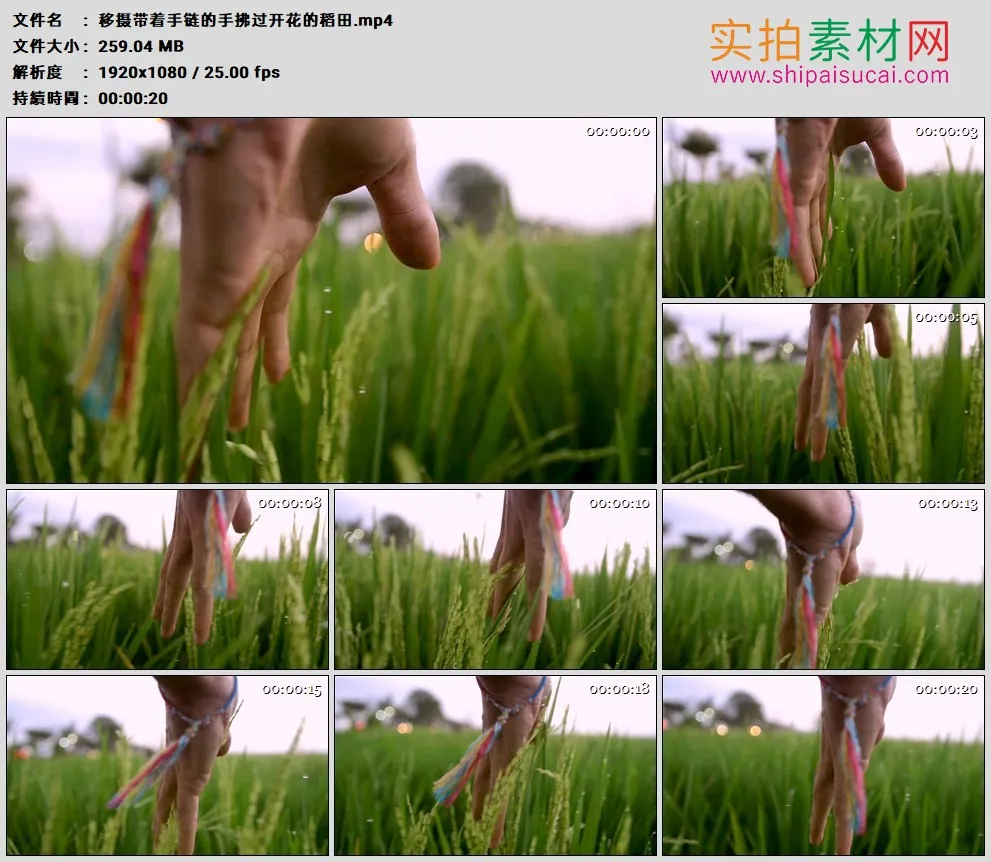 高清实拍视频素材丨移摄戴着手链的手拂过开花的稻田