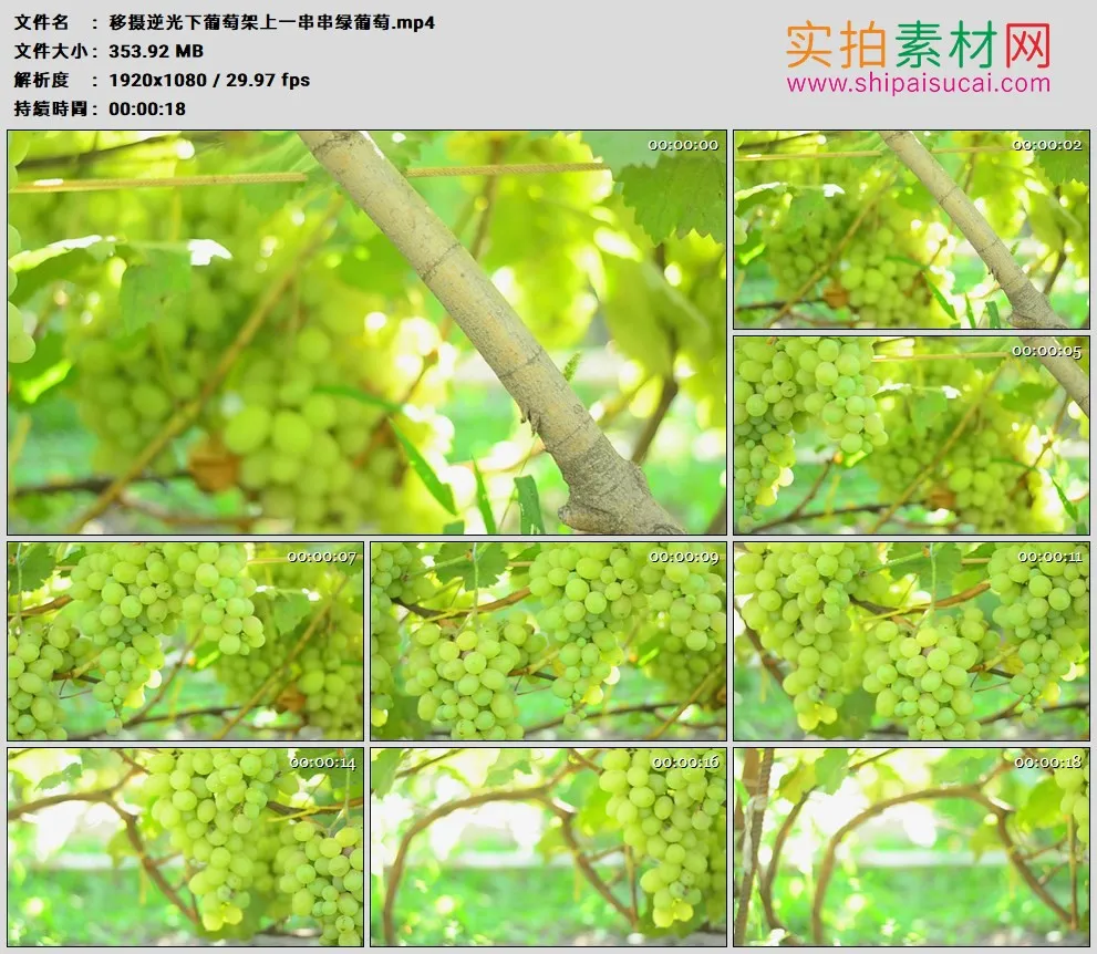 高清实拍视频素材丨移摄逆光下葡萄架上一串串绿葡萄
