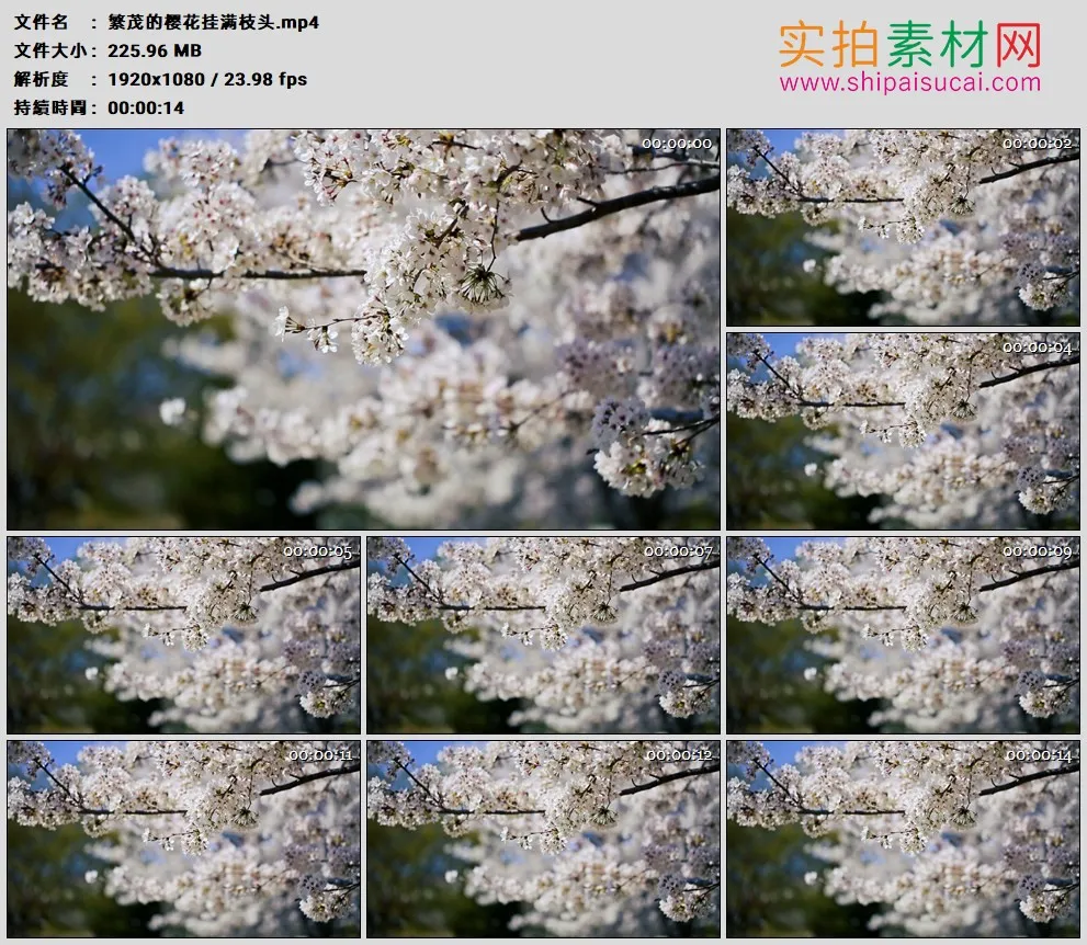 高清实拍视频素材丨繁茂的樱花挂满枝头