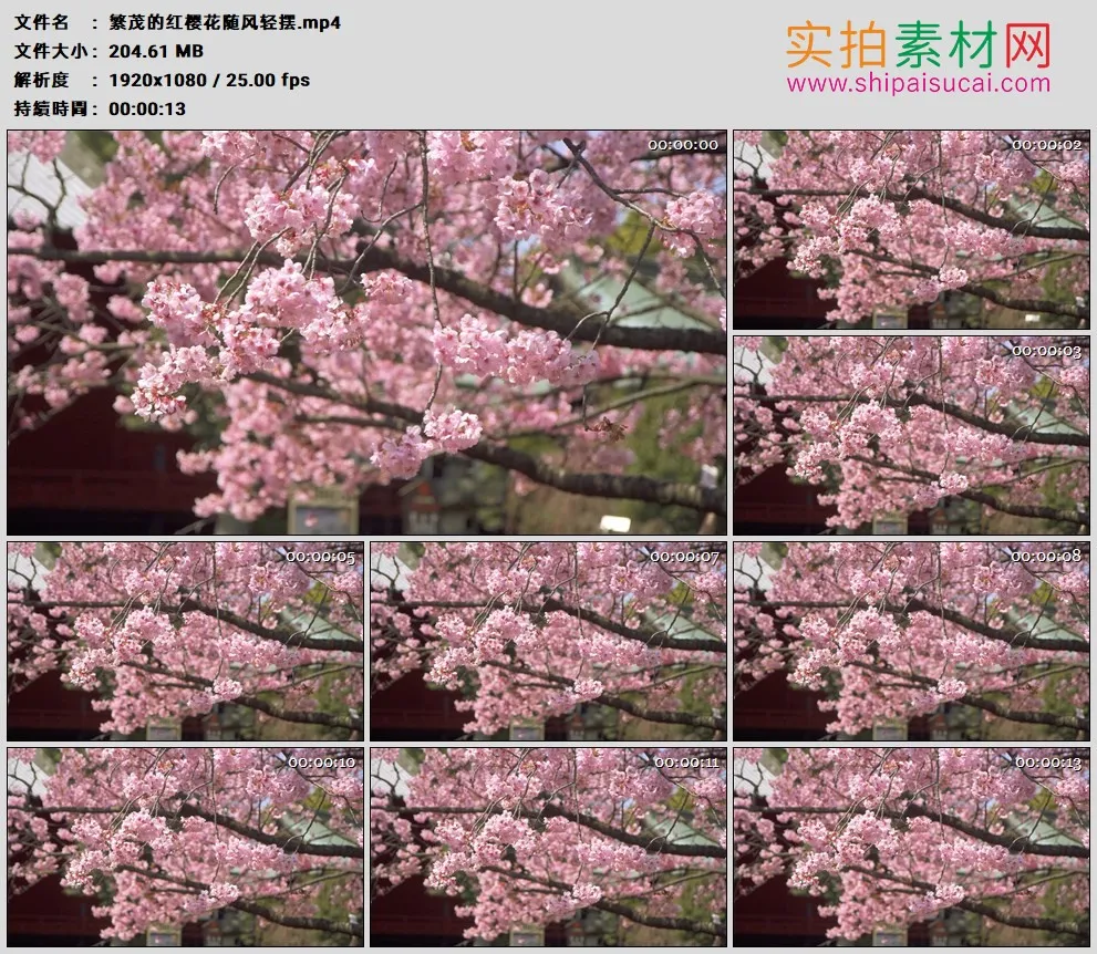 高清实拍视频素材丨繁茂的红色樱花随风轻摆