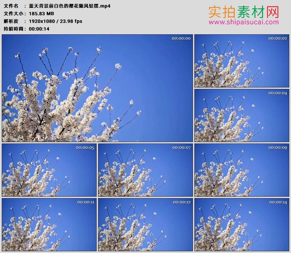 高清实拍视频素材丨蓝天背景前白色的樱花随风轻摆