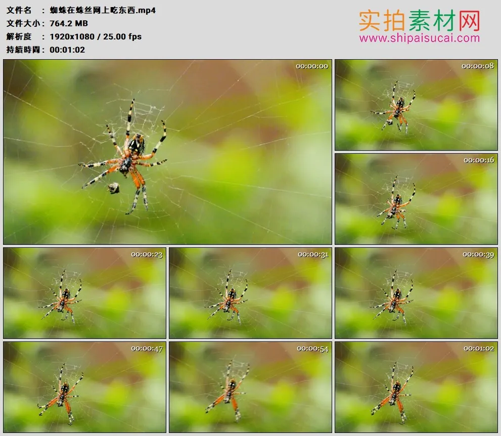 高清实拍视频素材丨蜘蛛在蛛丝网上吃东西