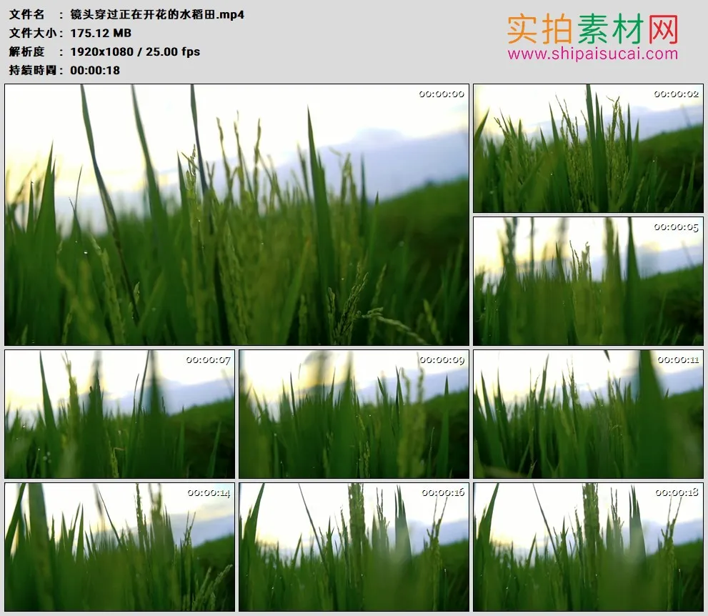 高清实拍视频素材丨镜头穿过正在开花的水稻田