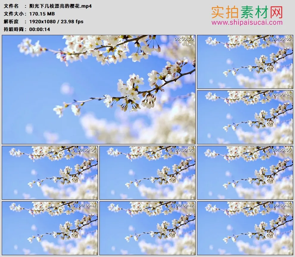 高清实拍视频素材丨阳光下几枝漂亮的樱花