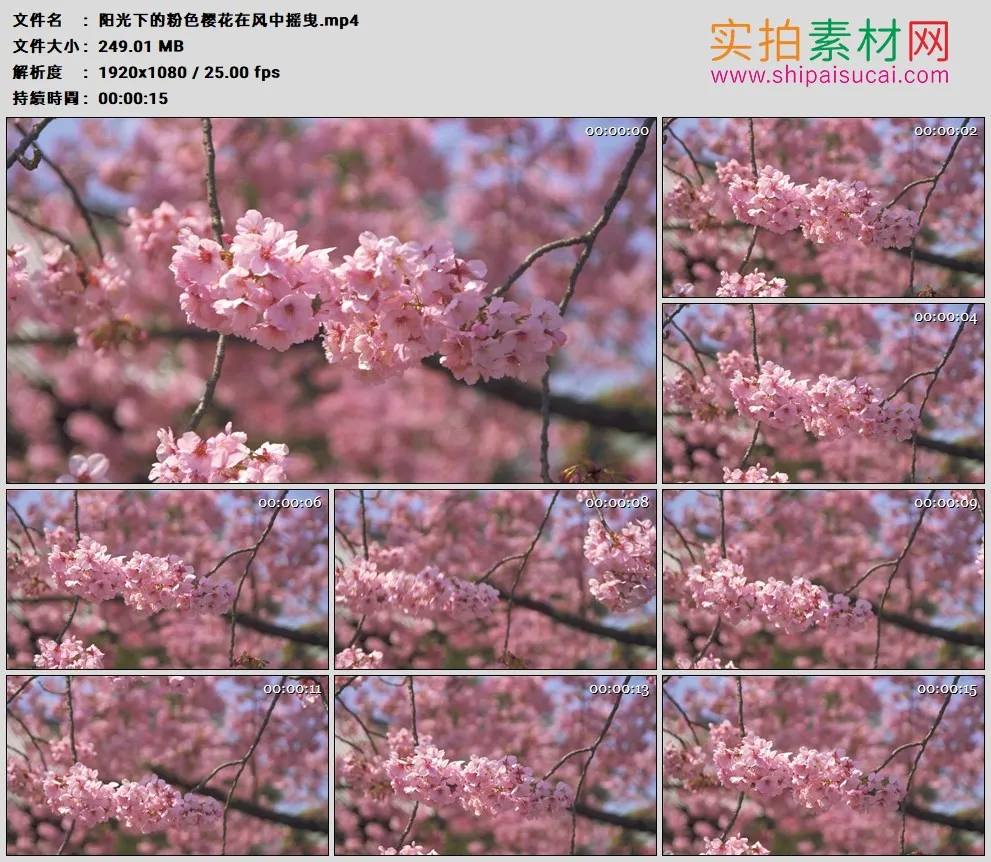 高清实拍视频素材丨阳光下的粉色樱花在风中摇曳