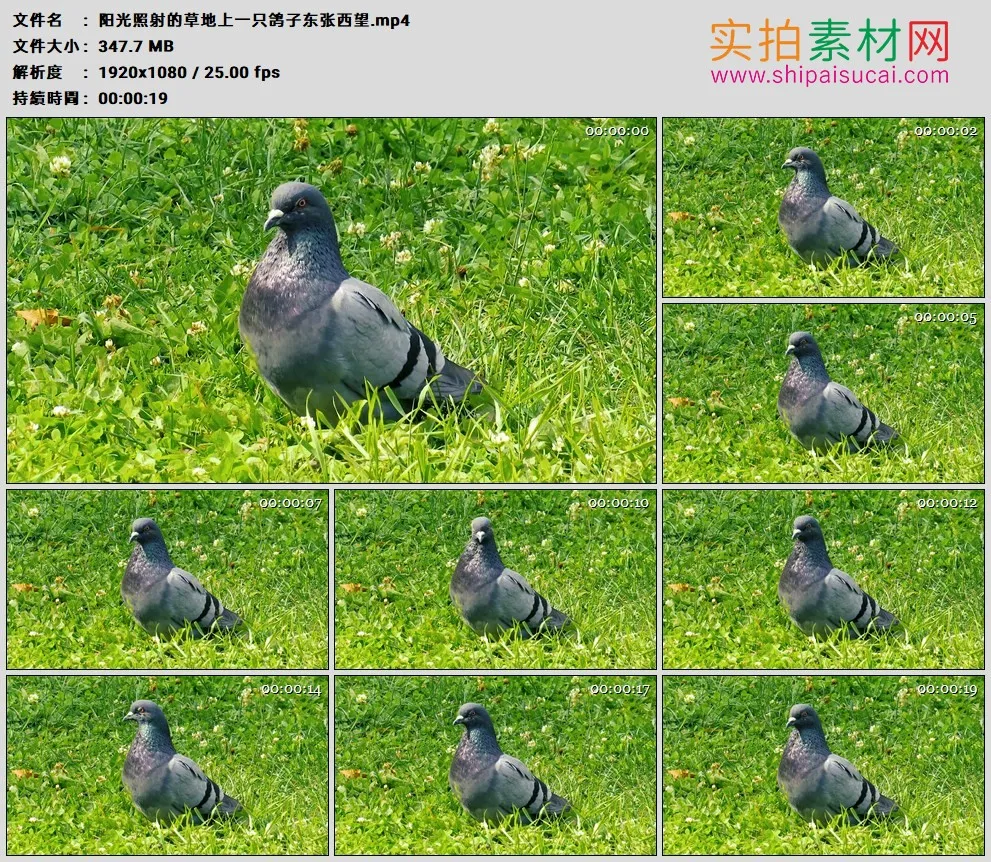 高清实拍视频素材丨阳光照射的草地上一只鸽子东张西望