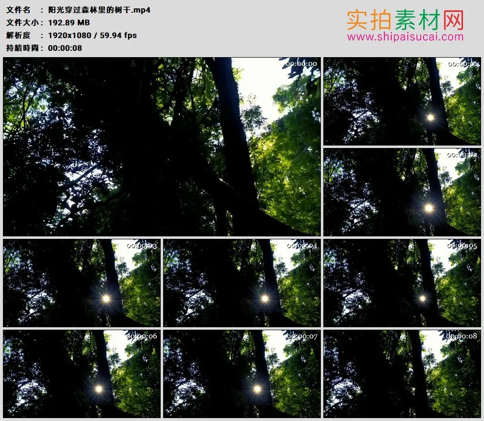 高清实拍视频素材丨阳光穿过森林里的树干