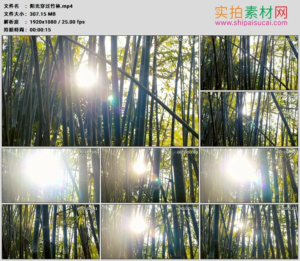 高清实拍视频素材丨阳光穿过竹林