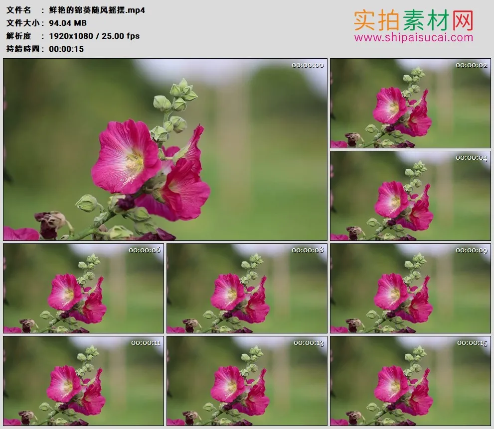 高清实拍视频素材丨鲜艳的锦葵随风摇摆