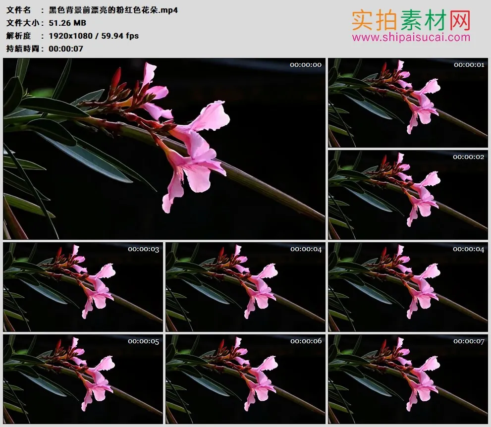 高清实拍视频素材丨黑色背景前漂亮的粉红色花朵