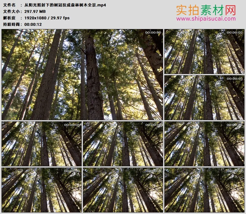高清实拍视频素材丨从阳光照射下的树冠拉成森林树木全景