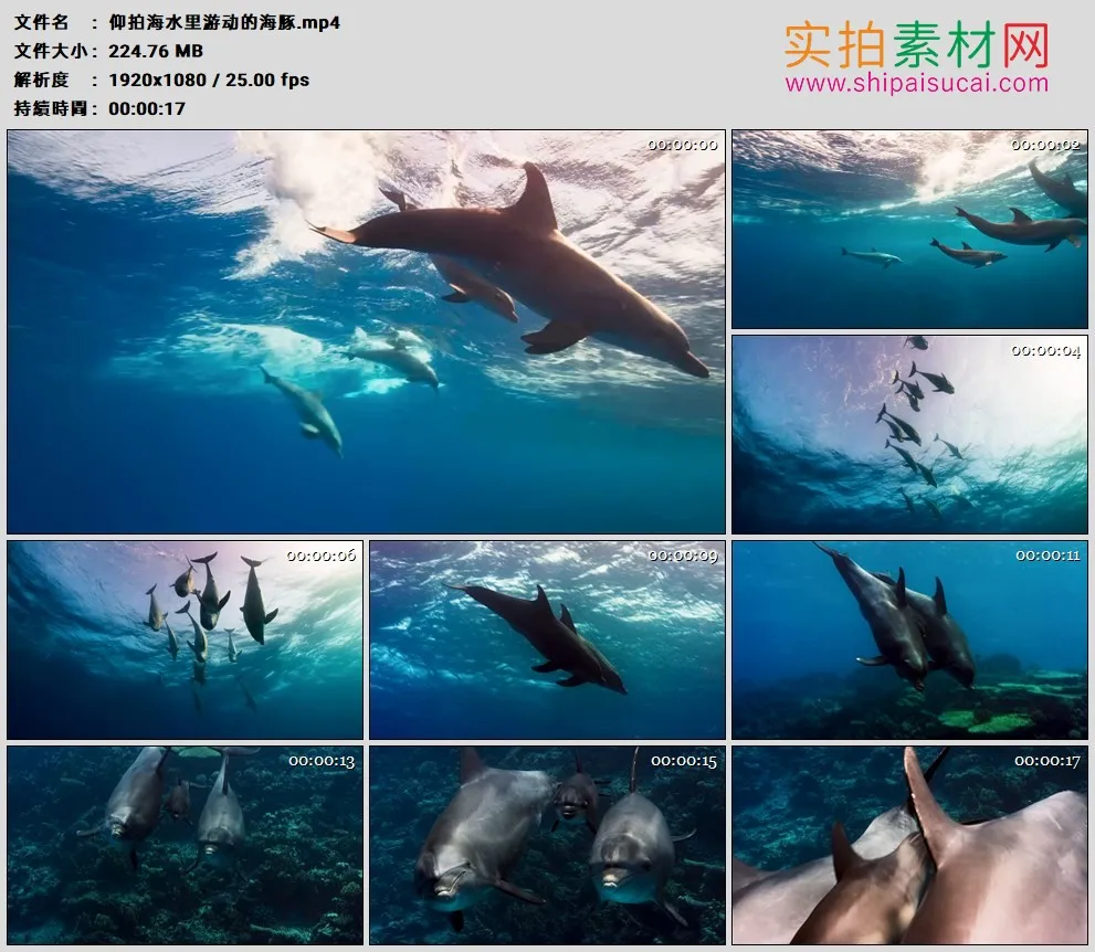 高清实拍视频素材丨仰拍海水里游动的海豚