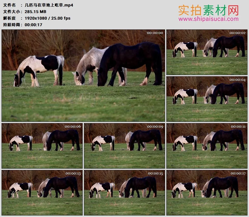 高清实拍视频素材丨几匹马在草地上吃草