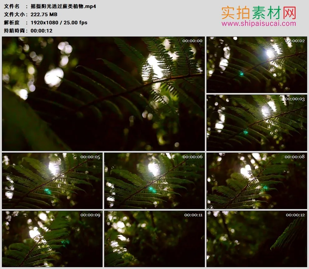 高清实拍视频素材丨摇摄阳光透过森林里的蕨类植物