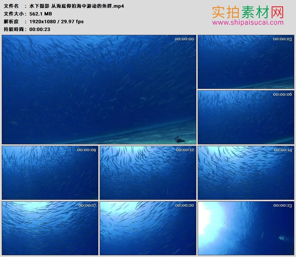 高清实拍视频素材丨水下摄影 从海底仰拍海中游动的鱼群