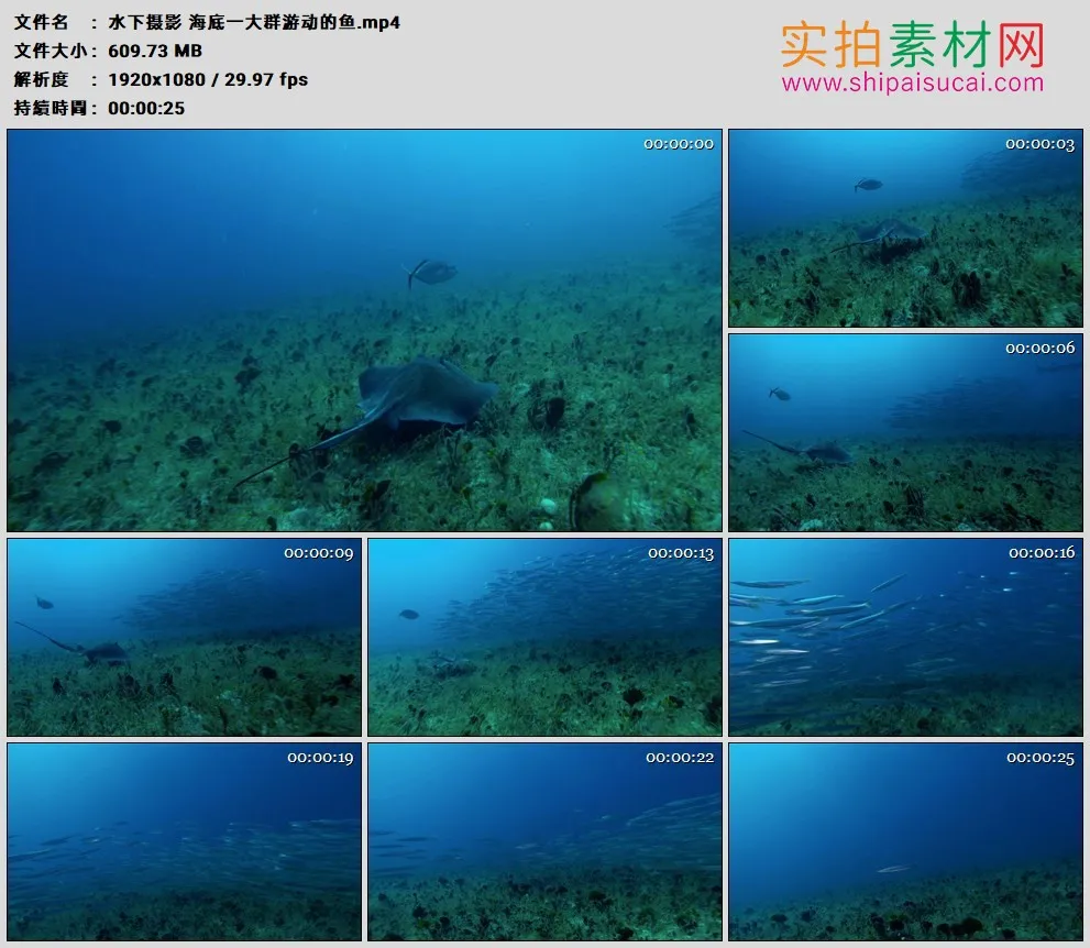 高清实拍视频素材丨水下摄影 海底一大群游动的鱼