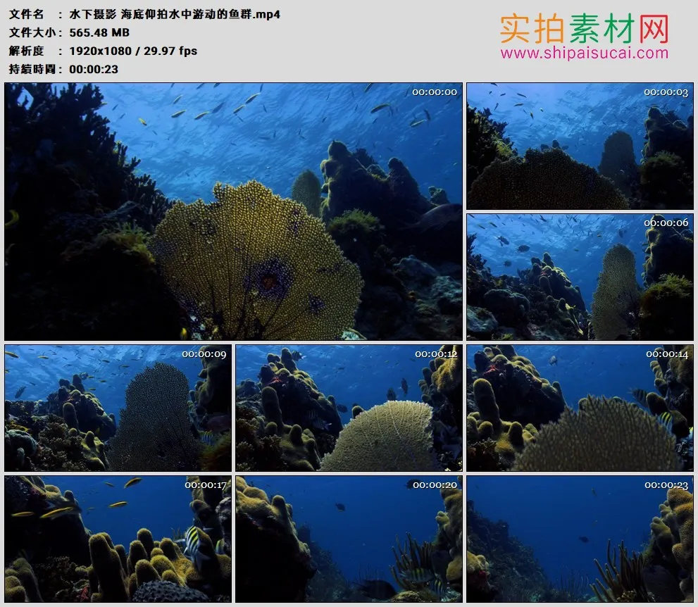 高清实拍视频素材丨水下摄影 海底仰拍水中游动的鱼群