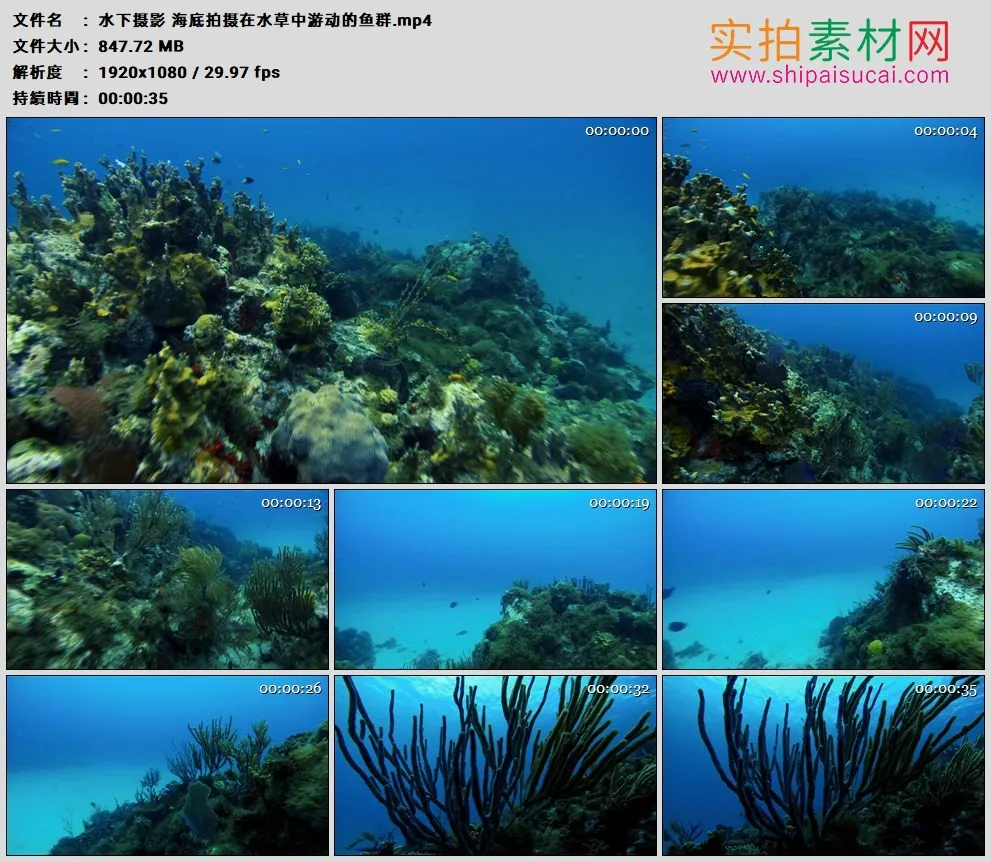 高清实拍视频素材丨水下摄影 海底拍摄在水草中游动的鱼群